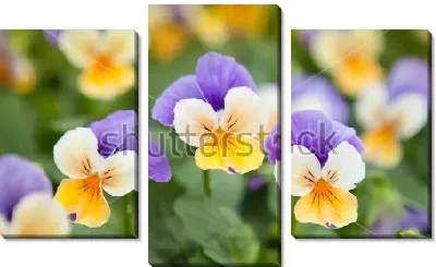 Модульная картина Нежные цветы анютиных глазок в цветочном саду