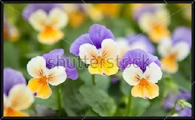 Картина Нежные цветы анютиных глазок в цветочном саду