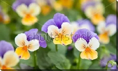 Нежные цветы анютиных глазок в цветочном саду