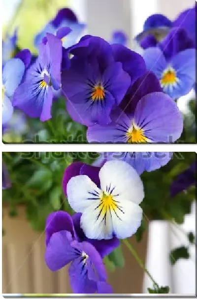 Модульная картина Красивая гирлянда синих, фиолетовых и белых цветов анютиных глазок крупным планом