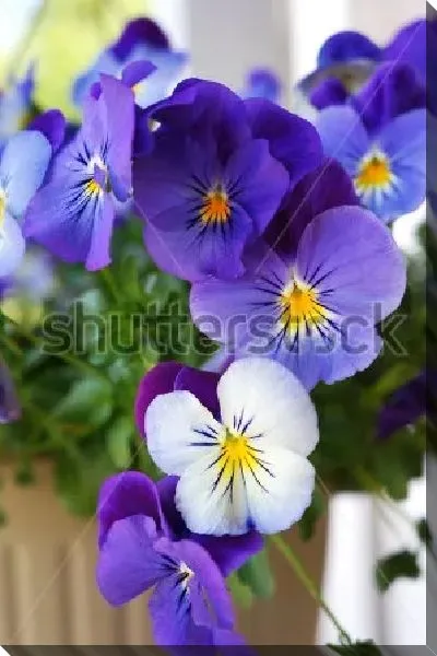 Постер Красивая гирлянда синих, фиолетовых и белых цветов анютиных глазок крупным планом