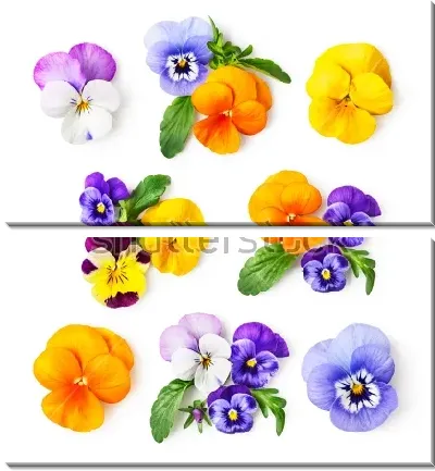 Модульная картина Яркая иллюстрация с разноцветными анютиными глазками на белом фоне