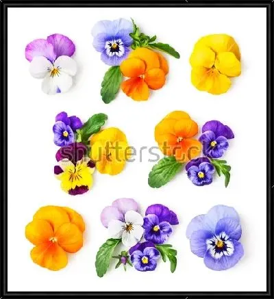 Картина Яркая иллюстрация с разноцветными анютиными глазками на белом фоне