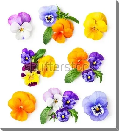 Яркая иллюстрация с разноцветными анютиными глазками на белом фоне