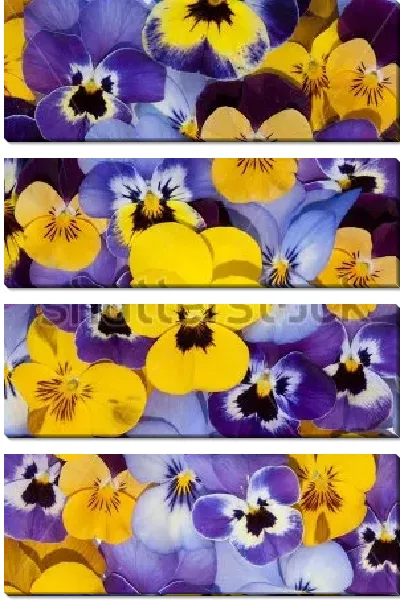 Модульная картина Яркий ковёр из жёлтых, голубых и фиолетовых цветов анютиных глазок