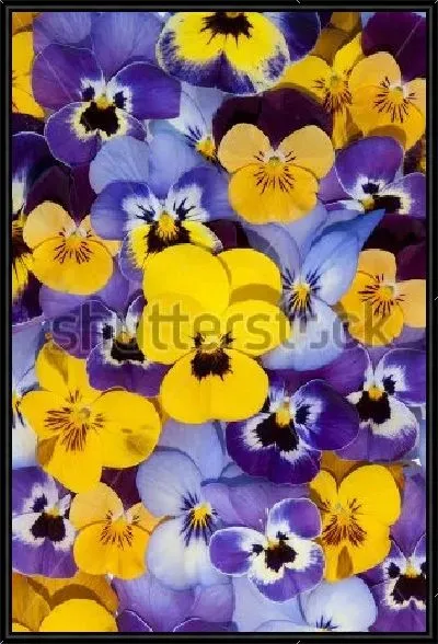 Картина Яркий ковёр из жёлтых, голубых и фиолетовых цветов анютиных глазок