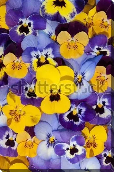 Постер Яркий ковёр из жёлтых, голубых и фиолетовых цветов анютиных глазок