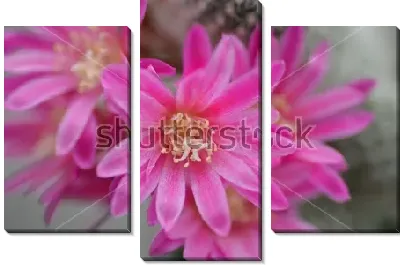 Модульная картина Макросъёмка розовых цветов ребуции