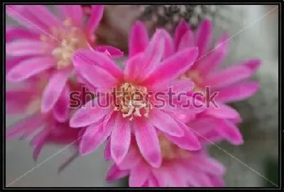 Картина Макросъёмка розовых цветов ребуции