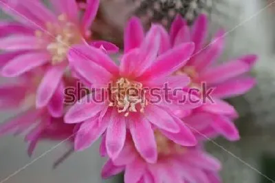 Плакат Макросъёмка розовых цветов ребуции