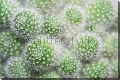 Пушистая куртина ребуции