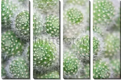 Пушистая куртина ребуции