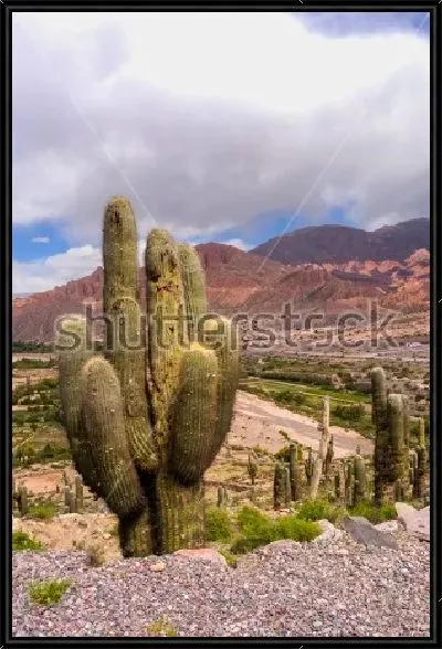 Картина Потрясающая долина кактусов в горном  массиве Южной Америки