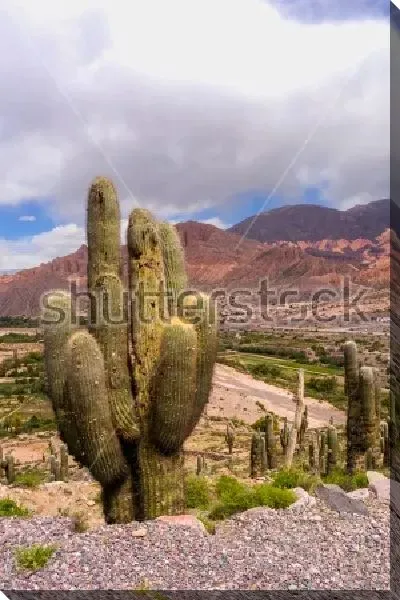 Постер Потрясающая долина кактусов в горном  массиве Южной Америки