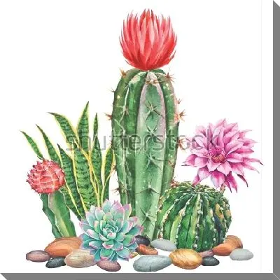 Картина маслом Акварельная иллюстрация кактусового сада с цветущим эхинопсисом и эхиноцереусом