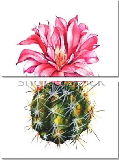 Модульная картина Акварельный рисунок эхинопсиса с огромным красным цветком