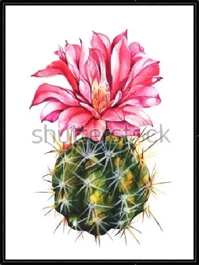 Картина Акварельный рисунок эхинопсиса с огромным красным цветком