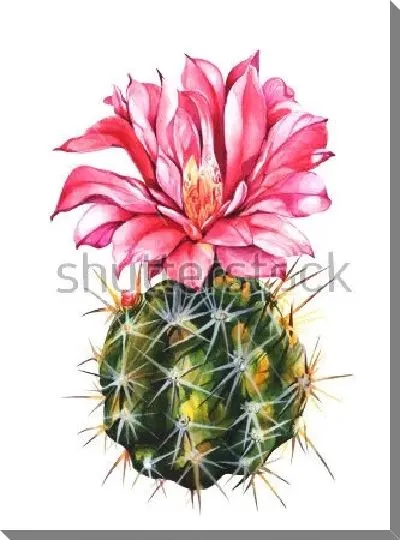 Постер Акварельный рисунок эхинопсиса с огромным красным цветком