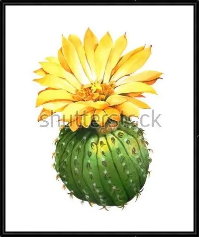 Эхинопсис с большим жёлтым цветком на белом фоне