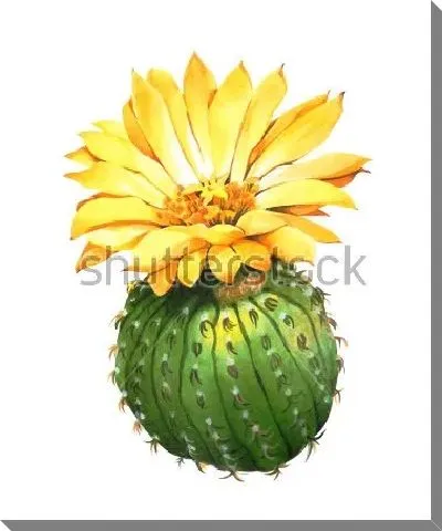 Эхинопсис с большим жёлтым цветком на белом фоне