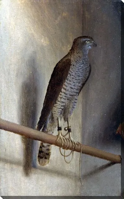 Картина Перепелятник (A Sparrowhawk)