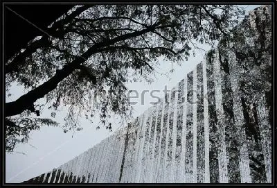 Картина Отражение деревьев в здании из стекла и зеркал 