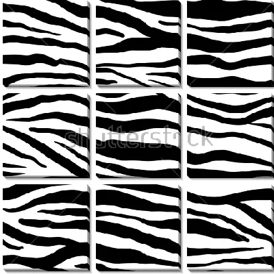 Чёрно-белый узор зебры