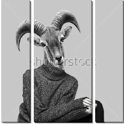 Забавный коллаж человека в свитере с головой горного козла