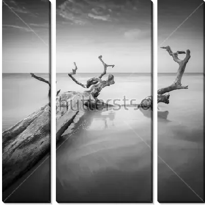 Модульная картина Бревно старого корявого дерева в воде