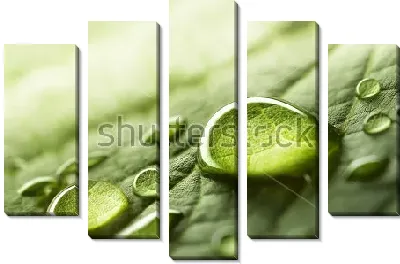 Модульная картина Капли росы в лучах рассвета на зелёном листе