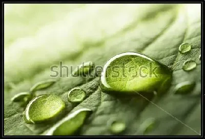 Капли росы в лучах рассвета на зелёном листе