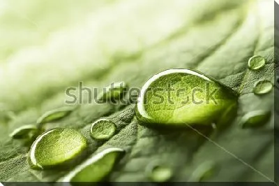 Капли росы в лучах рассвета на зелёном листе