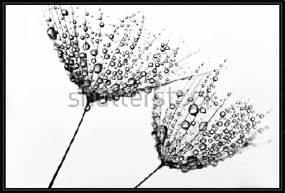 Корзинки одуванчиков в капельках росы