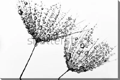 Корзинки одуванчиков в капельках росы