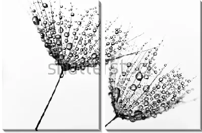 Корзинки одуванчиков в капельках росы