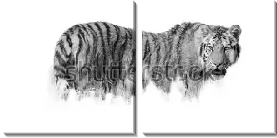 Модульная картина Чёрно-белая иллюстрация амурского тигра