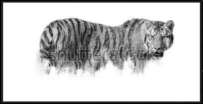 Картина Чёрно-белая иллюстрация амурского тигра