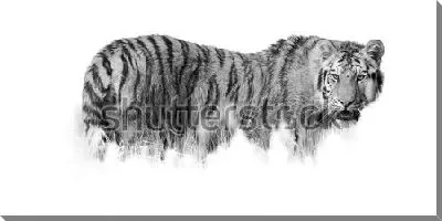 Постер Чёрно-белая иллюстрация амурского тигра
