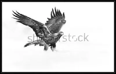 Чёрно-белая иллюстрация красивого орла с распахнутыми крыльями