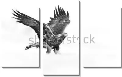 Чёрно-белая иллюстрация красивого орла с распахнутыми крыльями