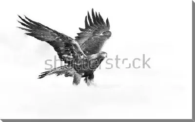 Чёрно-белая иллюстрация красивого орла с распахнутыми крыльями
