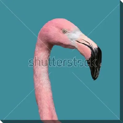 Голова розового фламинго на голубом фоне