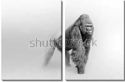Модульная картина Мощная горилла выходит из тумана