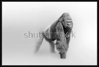 Мощная горилла выходит из тумана