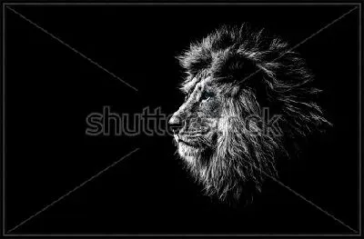 Роскошный лев с голубыми глазами на чёрном фоне