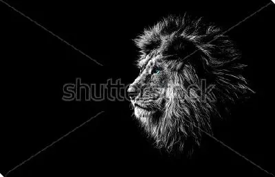 Роскошный лев с голубыми глазами на чёрном фоне