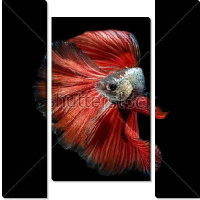 Модульная картина Красивая красная рыбка на чёрном фоне