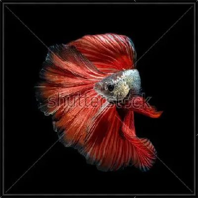 Красивая красная рыбка на чёрном фоне