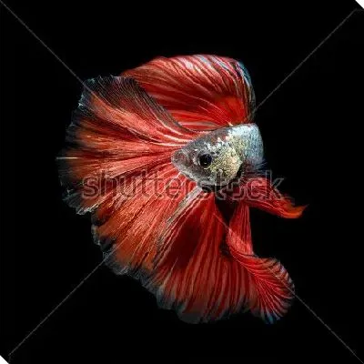 Красивая красная рыбка на чёрном фоне