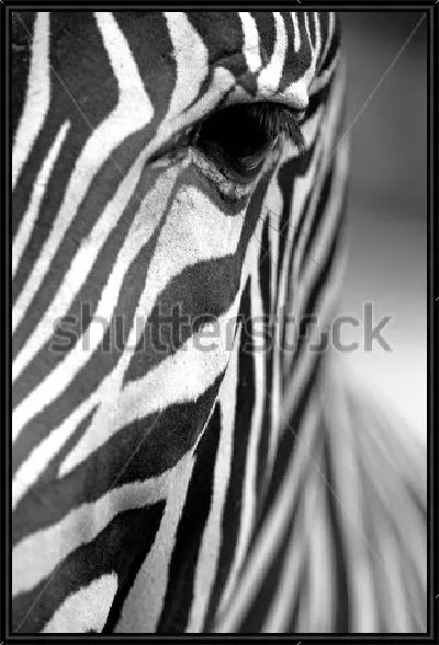 Картина Геометрия в природе - прекрасная полосатая зебра